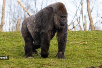 gorilla