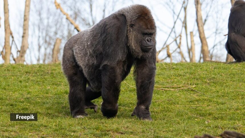 gorilla