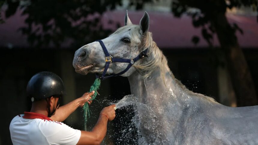 Hyderabad, Hyderabad racehorses die, Hyderabad racehorses die mysteriously, Hyderabad racehorses die mysteriously in Madhya Pradesh, racehorses die mysteriously in Madhya Pradesh, Madhya Pradesh government, Indian express news, current affairs