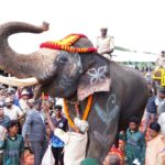 Kumki elephants