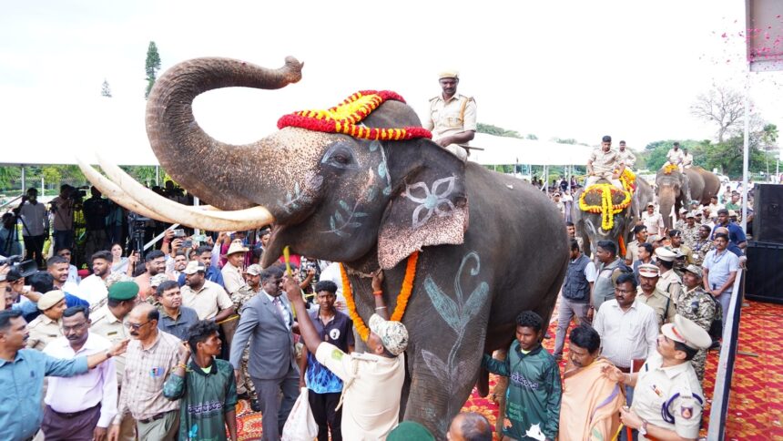 Kumki elephants