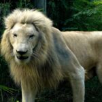 Lioness