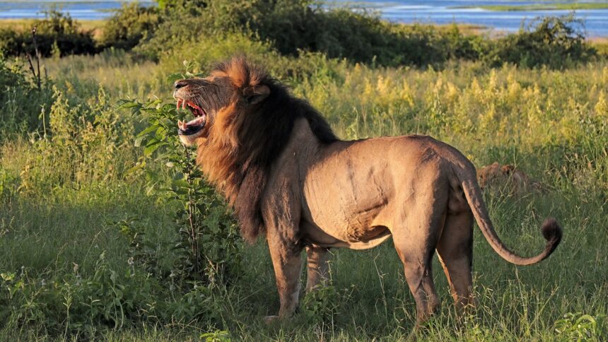 Despite their reputation as fierce predators, lions are among the laziest of the big cats