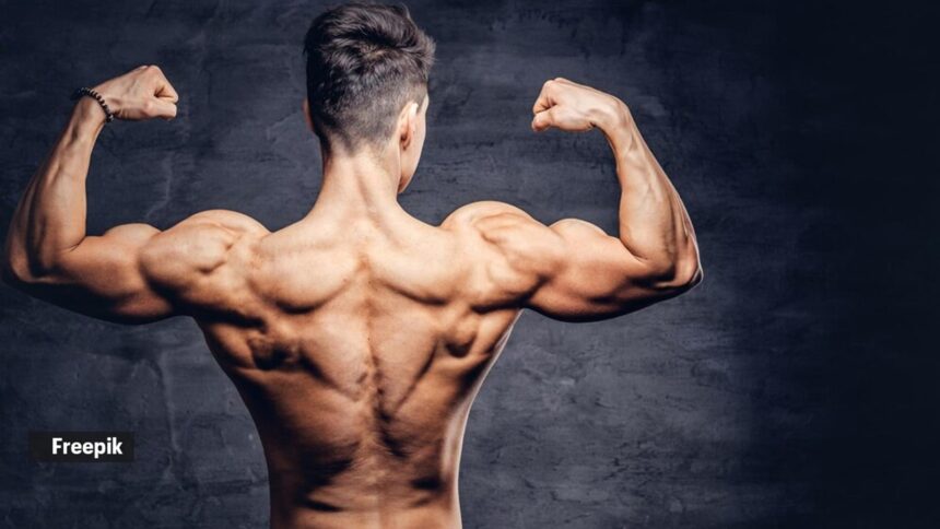 muscle
