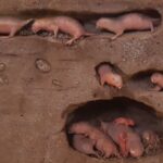 Discover 10 fascinating underground animals and how they survive beneath the surface