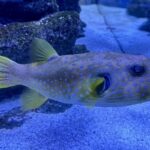 Discover the top 10 most dangerous animals in the world