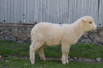 sheep