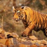 big cat