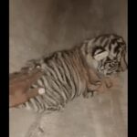 Ranthambore tiger