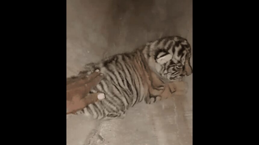 Ranthambore tiger