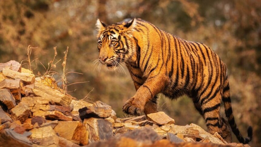 big cat