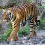 assam, tiger killed, royal bengal tiger,