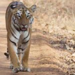 Ranthambhore: Lured by live bait, tigress kills ranger, her 2nd victim