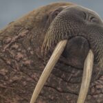 Seals, sea lions, and walruses may look similar, but they have key differences in size, behavior, and danger levels