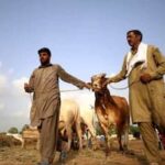 Eid al-Adha Crackdown: Why Ahmadis In Pakistan To Be Fined Rs 1.5 lakh If They Make Animal Sacrifice, Offer Namaz?