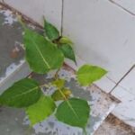 Peepal Plant Sprouting From Your Roof Or Balcony Wall? Here’s a Natural Trick That Works Without Harmful Chemicals