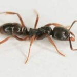 Deadly Ants Are Spreading Across America; You Might Not Even See Them Coming