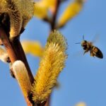 bee sting