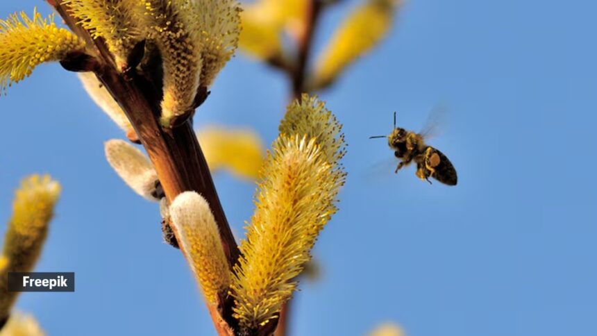 bee sting