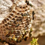 beehive