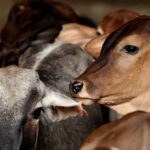transporting cattle, Madhya Pradesh transporting cattle, Madhya Pradesh, cow vigilantes, Cow Vigilantism, Indian express news, current affairs