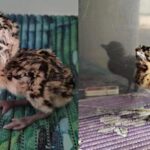 great indian bustard
