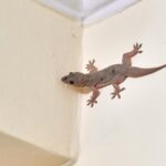 While lizards play an important role in our ecosystems by keeping insect populations in check, there's no denying they can be downright unsettling