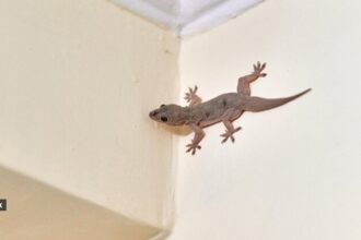 While lizards play an important role in our ecosystems by keeping insect populations in check, there's no denying they can be downright unsettling