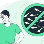 Human sperm production is vastly different – and much less efficient – than in other mammals, making animal models unreliable
