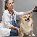 Experts warn that pet obesity is often the result of human behaviour