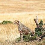 The paper on Project Cheetah also cited the birth of 25 cubs in 2.5 years as a sign of a stress-free environment.