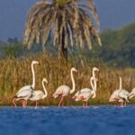 Ramsar Site