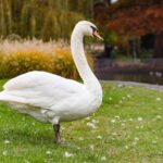 birds that are vegetarian