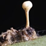 The grand finale of this biological horror show occurs when a fungal stalk erupts from the dead ant's head