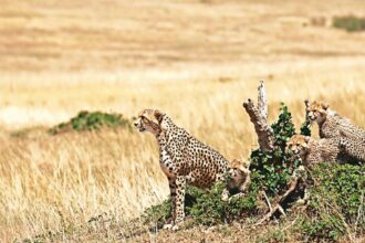Botswana cheetah translocation India, Kuno National Park, Kuno National Park cheetah batch 2026, cheetah translocation, Project Cheetah population 46, Chief Minister Mohan Yadav Kuno, Bhupender Yadav cheetah release, African cheetah reintroduction Gwalior, intercontinental wildlife translocation, cheetah cubs Kuno National Park, Gandhi Sagar Wildlife Sanctuary cheetahs, Botswana India cheetah agreement, Indian express news, current affairs