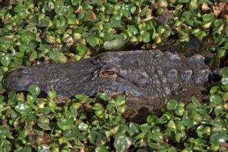 Discover nature’s most lethal ambush predators