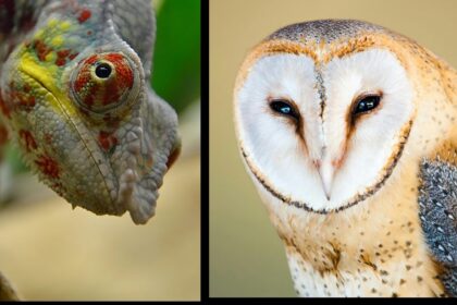 head