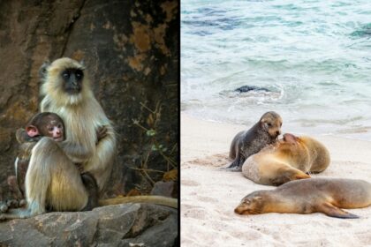 animals
