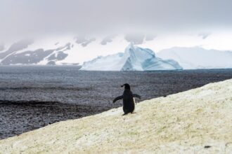 Discover the Antarctic notothenioid fish with antifreeze blood, along with other incredible animals like emperor penguins and Weddell seals that have adapted to survive one of the harshest climates on Earth.