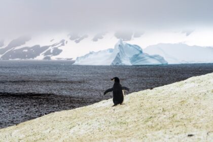 Discover the Antarctic notothenioid fish with antifreeze blood, along with other incredible animals like emperor penguins and Weddell seals that have adapted to survive one of the harshest climates on Earth.
