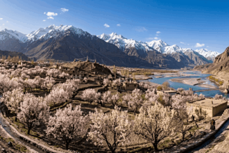 apricot blossom