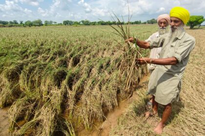 An estimated 10 lakh tonnes of basmati rice, already milled and sitting in warehouses and at ports across India, cannot simply be rerouted.