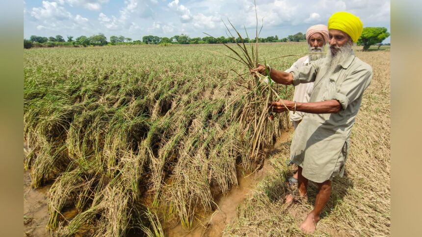 An estimated 10 lakh tonnes of basmati rice, already milled and sitting in warehouses and at ports across India, cannot simply be rerouted.