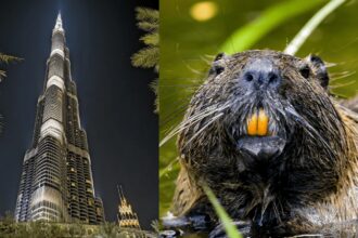 beaver