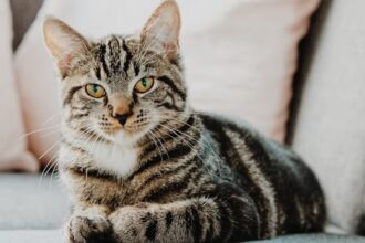 Toxoplasma gondii is a parasite found in cats that can infect humans