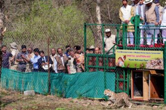 Project Cheetah, Kuno National Park Cheetah, Botswana, Bhupender Yadav, Botswana cheetah translocation India, Kuno National Park, Kuno National Park cheetah batch 2026, cheetah translocation, Project Cheetah population 46, Chief Minister Mohan Yadav Kuno, Bhupender Yadav cheetah release, African cheetah reintroduction Gwalior, intercontinental wildlife translocation, cheetah cubs Kuno National Park, Gandhi Sagar Wildlife Sanctuary cheetahs, Botswana India cheetah agreement, Indian express news, current affairs