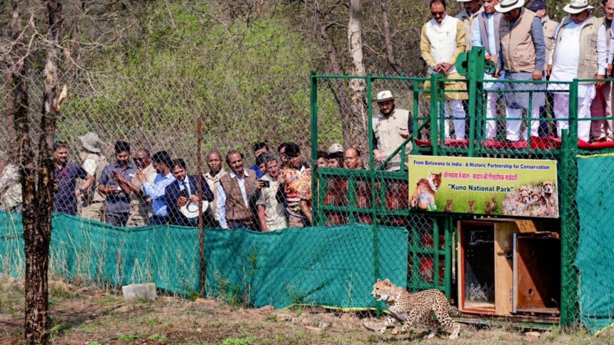 Project Cheetah, Kuno National Park Cheetah, Botswana, Bhupender Yadav, Botswana cheetah translocation India, Kuno National Park, Kuno National Park cheetah batch 2026, cheetah translocation, Project Cheetah population 46, Chief Minister Mohan Yadav Kuno, Bhupender Yadav cheetah release, African cheetah reintroduction Gwalior, intercontinental wildlife translocation, cheetah cubs Kuno National Park, Gandhi Sagar Wildlife Sanctuary cheetahs, Botswana India cheetah agreement, Indian express news, current affairs