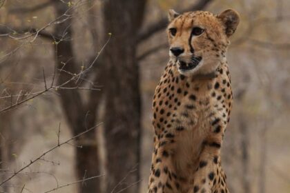 Mukhi’s story is incomplete without the dedicated staff of veterinarians, range officers and other staff who tended to the cheetah when it sustained a fracture eight months after birth.