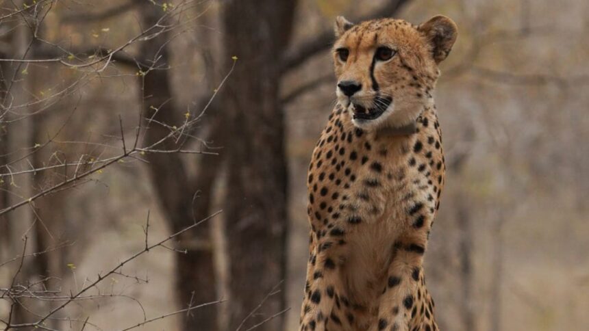 Mukhi’s story is incomplete without the dedicated staff of veterinarians, range officers and other staff who tended to the cheetah when it sustained a fracture eight months after birth.