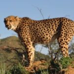 Why some cheetahs from Madhya Pradesh are making their way to Rajasthan